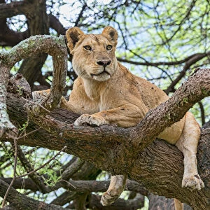 Lion -Panthers leo-, lioness on a tree, Manyara, Tanzania