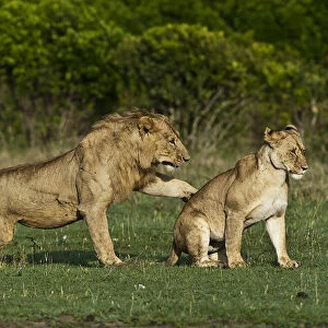 Lions -Panthera leo-, adult couple before mating, Msai Mara, Kenya