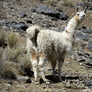 Llama -Lama glama- standing in the Andean Highlands, Altiplano, Department of La Paz, Bolivia