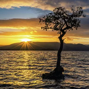 Lone or Lonely Tree, Loch Lomond, Scotland