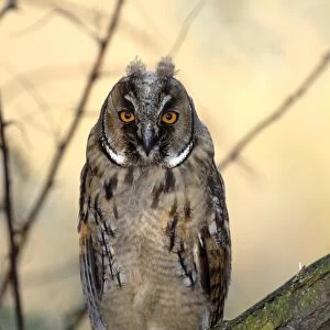 Long-eared Owl -Asio otus-, fledgling, juvenile, perched on branch, Apetlon, Lake Neusiedl, Burgenland, Austria, Europe