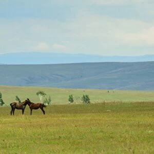 Love horses in Siberia