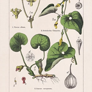 Magnoliids, Aristolochiaceae, chromolithograph, published in 1895
