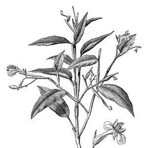 Maranta arundinacea, also known as arrowroot, maranta, West Indian arrowroot, obedience plant, Bermuda arrowroot, araru, ararao or hulankeeriya