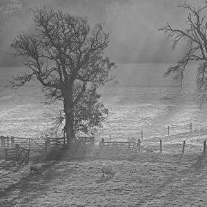 Monochrome Misty Landscape