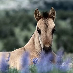 Montana. Other common names: cayuse, bronco. Feral horse breed found in Mexico and plains