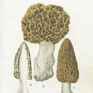 Morels mushroom engraving 1895