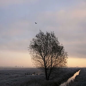 Morning fog, Wuemmewiesen nature reserve, Bremen, Germany, Europe