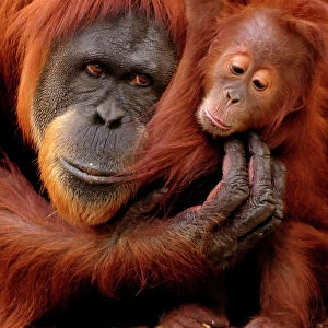 Nature & Wildlife Framed Print Collection: Orangutan