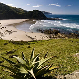 Mountain Aloe or Snake Aloe -Aloe broomii- in the coastal landscape, Wild Coast, Eastern Cape, South Africa, Africa