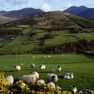 Mourne Mountains, County Down, Ireland, Sheep Near Tullymore Forest Park