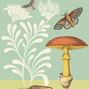Mushroom and Moths