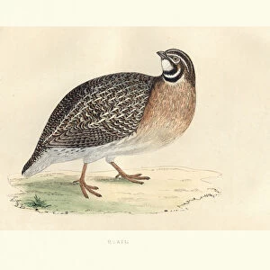 Natural history, Birds, common quail (Coturnix coturnix)
