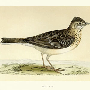 Natural History - Birds - Eurasian skylark