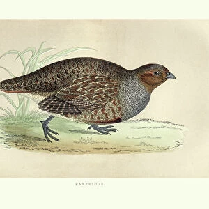 Natural history, Birds, grey partridge (Perdix perdix)