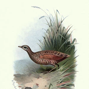 Natural history, Birds, landrail (Crex crex)