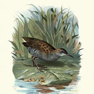 Natural History, Birds, water rail (Rallus aquaticus)