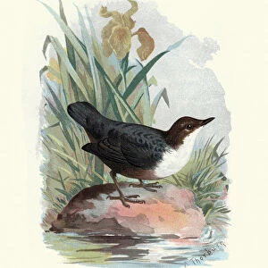 Natural history, Birds, White-throated dipper
