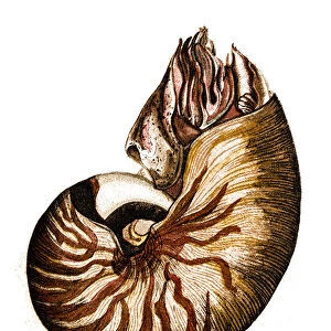 Nautilus belauensis, also known as the Palau nautilus