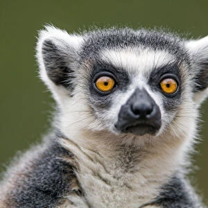 Nice portrait of a ring-tailed lemur