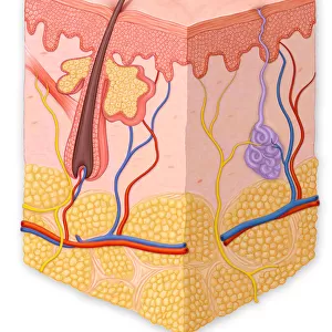 Normal cross section of the skin in layers