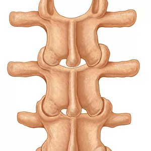 Normal posterior view of the lumbar spine and sacrum