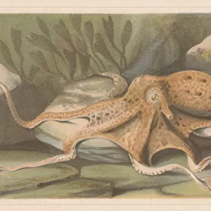 Octopus, lithograph, published in 1868