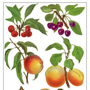 Old chromolithograph illustration of a drupe fruits