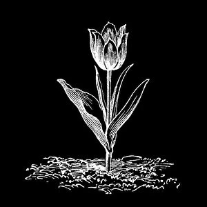 Old engraved illustration of Botany, van Thol tulip, Schrenck's tulip (Tulipa suaveolens, Tulipa schrenkii)