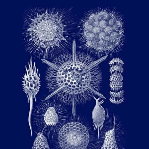 Old engraved illustration of the Radiolaria, Radiozoa