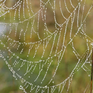 Orb web of a Garden Cross Spider -Araneus diadematus- with dew drops, Bavaria, Germany