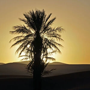 Palm with backlighting at sunset, desert of Erg Chebbi, Morocco, Africa, PublicGround