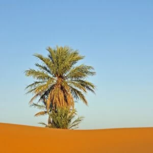 Palm tree in the desert of Erg Chebbi, Morocco, Africa, PublicGround