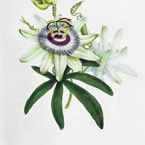 Passion-flower (Passiflora), from Plantae Utiliores or Illustrations of useful plants, hand-colored print by Mary Ann Burnett, 1842