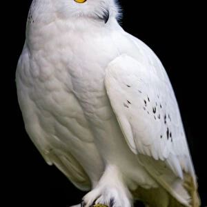 Perched snowy owl