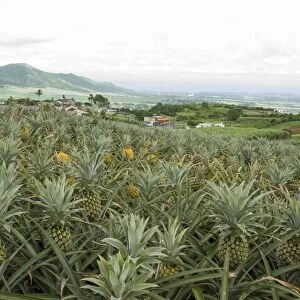 Pineapple field on tropical island, Les Mariannes, Mauritius, Mauritius