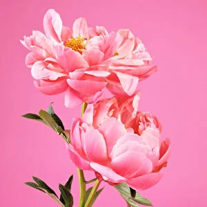 Two pink peonies on pink background