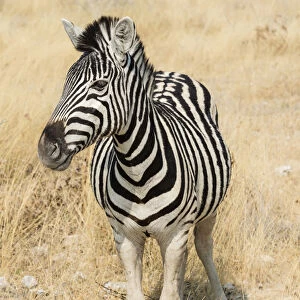 Plains Zebra or Burchells Zebra -Equus quagga burchelli- in bushland, Etosha National Park, Namibia