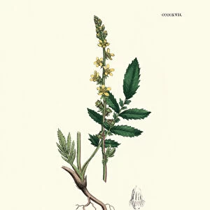 Plants, Agrimonia eupatoria, common agrimony, 19th Century print