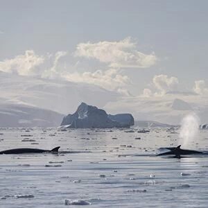 Pod of Antarctic Minke Whales -Balaenoptera bonaerensis-, blowing, in front of icebergs, Gerlache Strait, Antarctic Peninsula, Antarctica