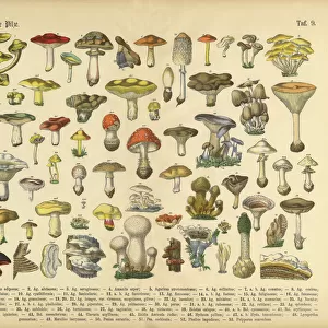 Botanical Illustrations Collection: The Book of Practical Botany