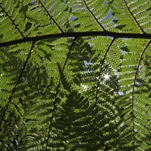 Detail of ponga tree, New Zealand