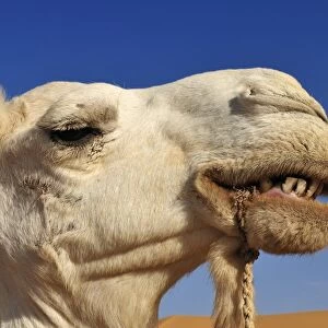 Portrait of a camel, Adrar Tekemberet, Immidir, Algeria, Sahara, North Africa