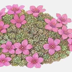 Profusion of star-shaped purple-pink flowers and rosette shaped leaves of Saxifraga sp. Saxifrage