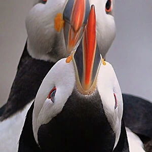 Beautiful Bird Species Jigsaw Puzzle Collection: Fascinating Puffins