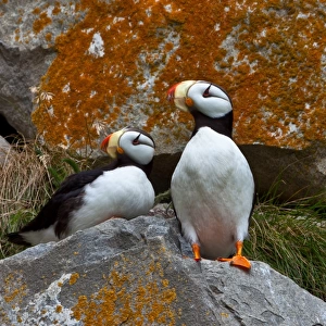 Puffins on a lichen-covered cliff. Horned puffins, Fratercula corniculata, Lake Clark National Park, Alaska, USA