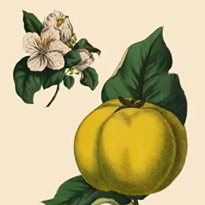 Quince Fruit Tree, Victorian Botanical Illustration