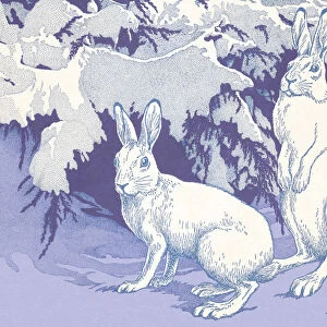 Two Rabbits in Snow