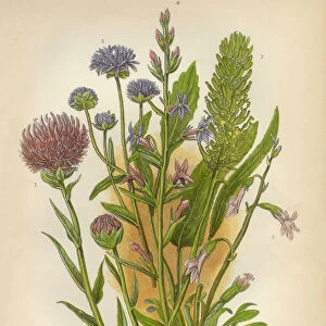 Rampion, Wildflower, Scabious, Honeysuckle, Victorian Botanical Illustration