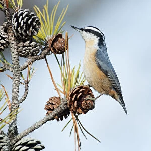 Red-breasted nuthatch